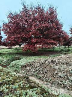 19公分中国红枫