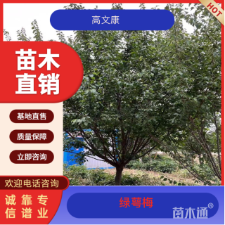 12公分绿萼梅