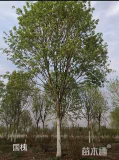 18公分国槐