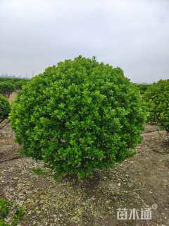 冠幅180厘米大叶黄杨球