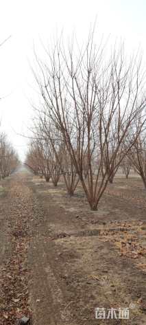 高度500厘米丛生元宝枫