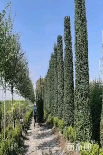 高度400厘米小叶女贞柱