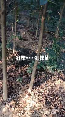 3公分榉树