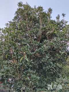 高度300厘米丛生桂花