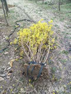 高度150厘米连翘