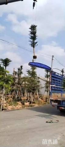 12公分细叶榄仁