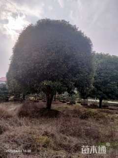 高度600厘米丛生桂花