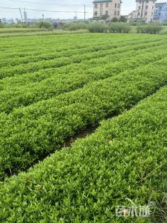 高度30厘米小叶栀子小苗