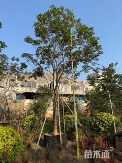 15公分紫花风铃木