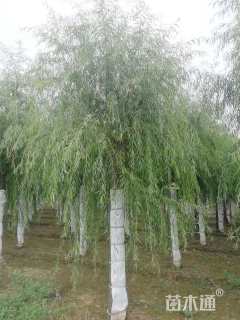 18公分嫁接垂柳