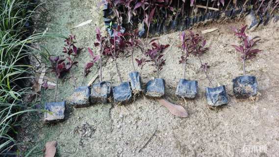 高度20厘米大叶红草