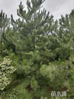 高度700厘米樟子松