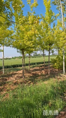 5公分金叶复叶槭