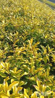 高度30厘米黄金枸骨