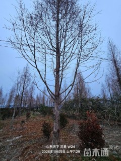 16公分金叶水杉