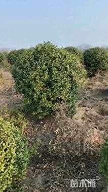 冠幅150厘米大叶黄杨球