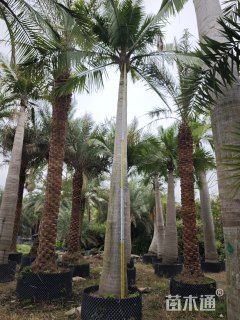 裸干高400厘米国王椰子