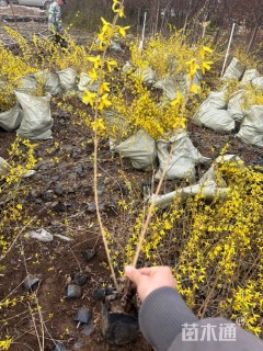 高度40厘米连翘