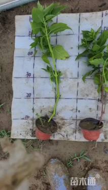 高度40厘米紫茉莉