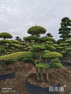 15公分造型亮晶女贞