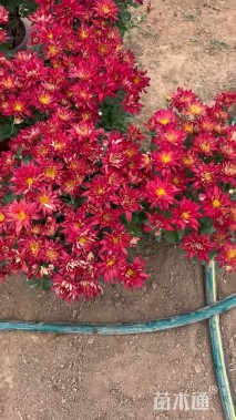 高度28厘米菊花
