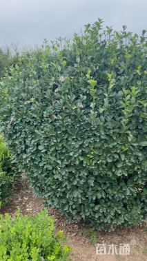 冠幅180厘米大叶黄杨球