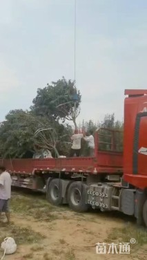 10公分红叶碧桃