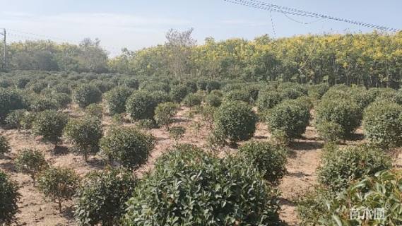 冠幅100厘米红叶石楠球