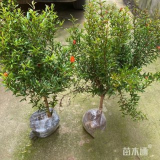 高度150厘米花石榴