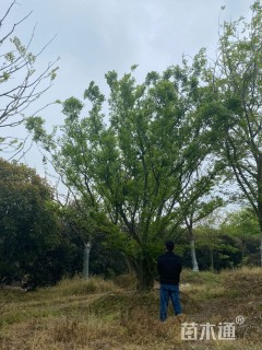 65公分(5杆)丛生朴树