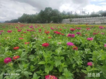 高度30厘米波斯菊