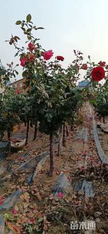 高度100厘米月季