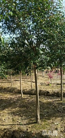 10公分大叶女贞