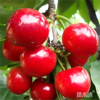 高度260厘米大樱桃