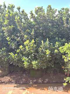 高度200厘米欧洲荚蒾