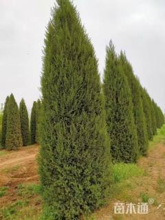 高度700厘米河南桧