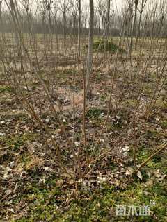 高度150厘米丛生黄栌