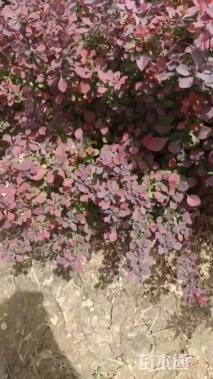 高度40厘米紫叶小檗