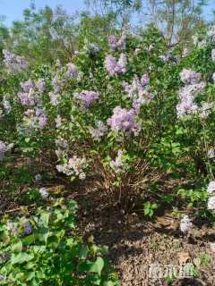 高度300厘米丛生丁香