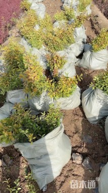 高度25厘米金叶女贞