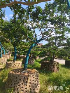 12公分红果冬青