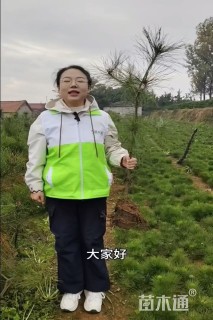 高度110厘米油松