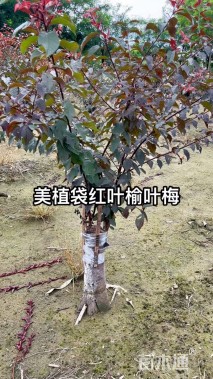 高度250厘米红叶榆叶梅