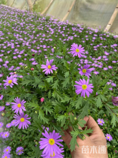 高度15厘米姬小菊