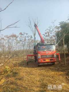 18公分黄山栾树