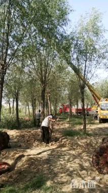 14公分嫁接垂柳