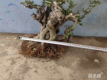 高度40厘米博兰