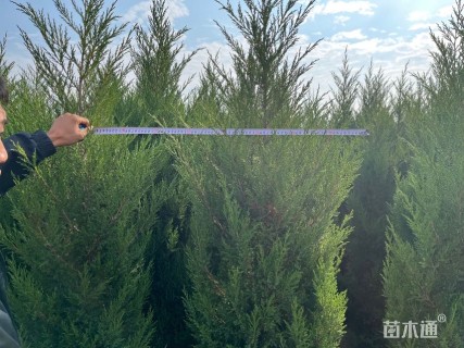 高度190厘米蜀桧柏