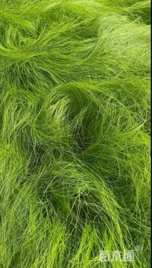 高度20厘米墨西哥羽毛草