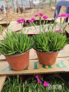 高度20厘米欧石竹